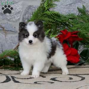 Glow, Pomsky Puppy