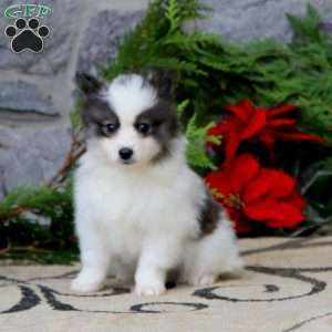 Glow, Pomsky Puppy