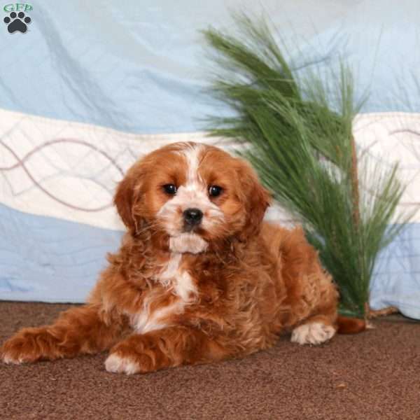 Goldie, Miniature Poodle Mix Puppy