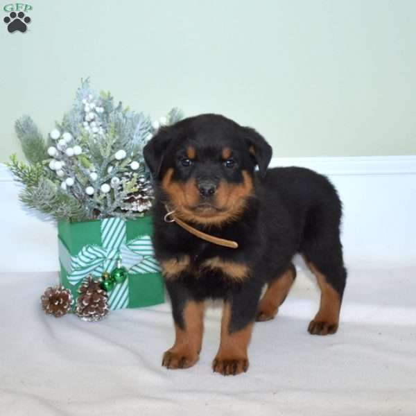 Goliath, Rottweiler Puppy