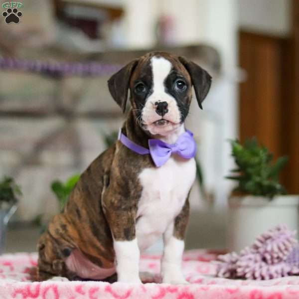 Grace, Boxer Puppy