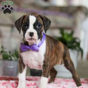 Grace, Boxer Puppy