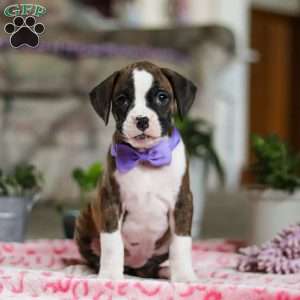 Grace, Boxer Puppy