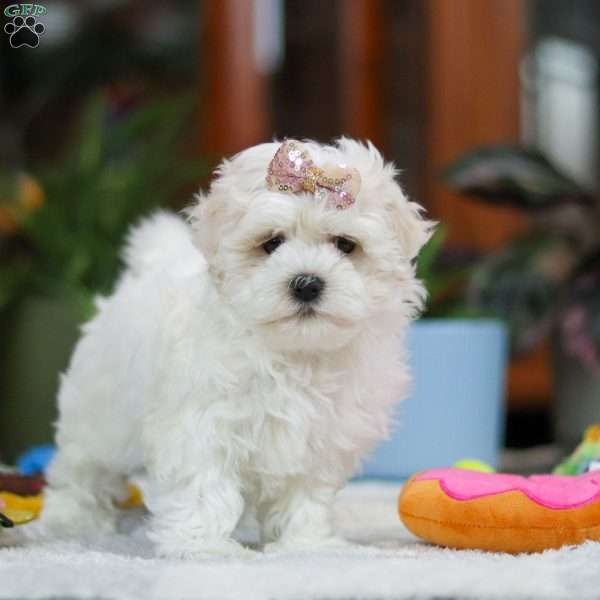 Gracie, Maltese Puppy