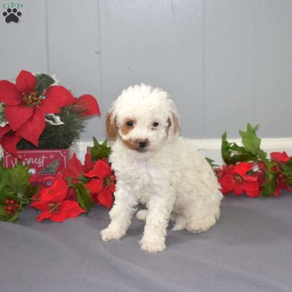 Gracie, Mini Goldendoodle Puppy