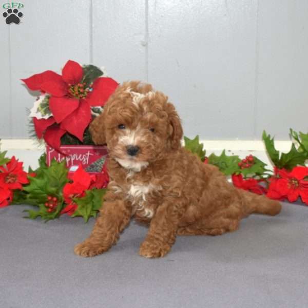 Graham, Mini Goldendoodle Puppy