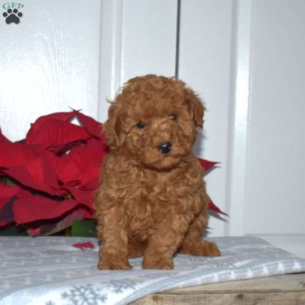 Graham, Toy Poodle Puppy