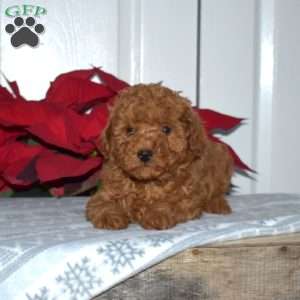 Graham, Toy Poodle Puppy