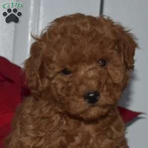 Graham, Toy Poodle Puppy