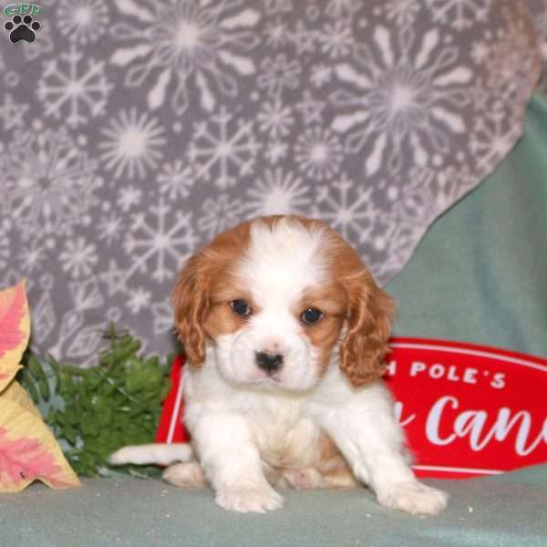 Grayson, Cavalier King Charles Spaniel Puppy