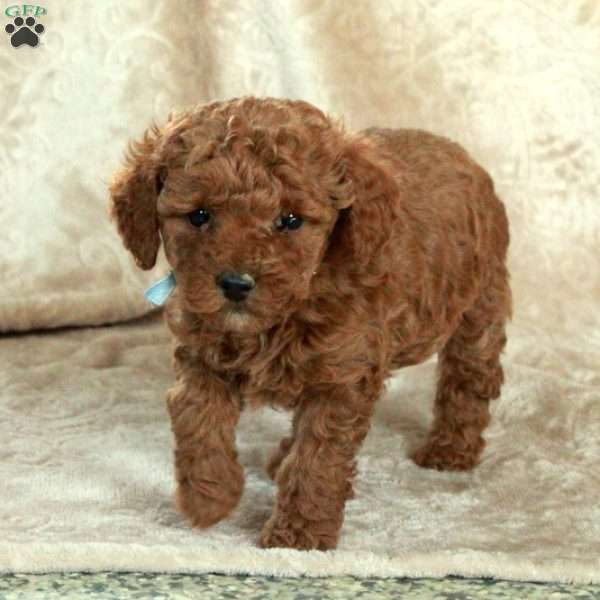 Grayson, Miniature Poodle Puppy