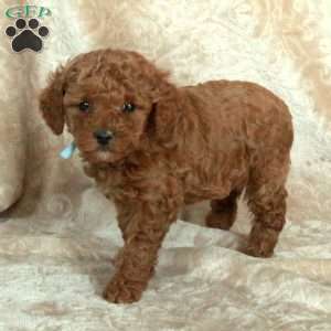 Grayson, Miniature Poodle Puppy