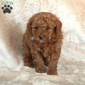 Grayson, Miniature Poodle Puppy