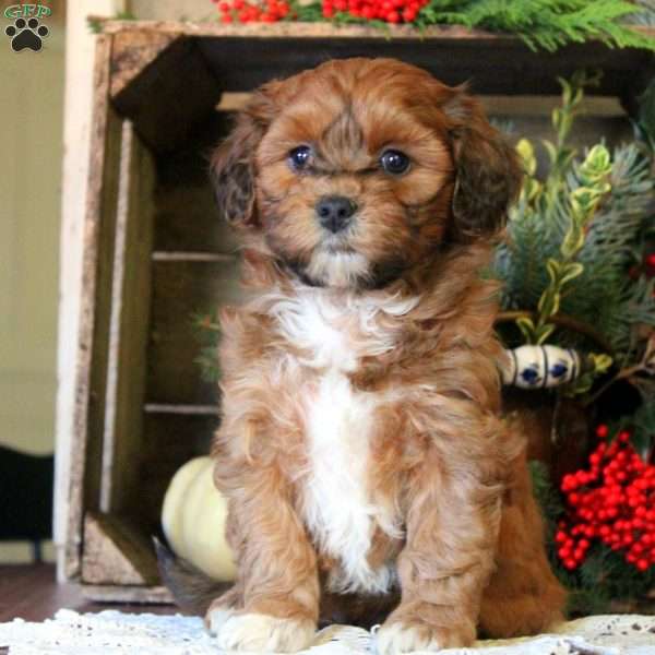 Greg, Shih-Poo Puppy