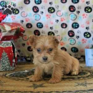 Greg, Morkie / Yorktese Puppy