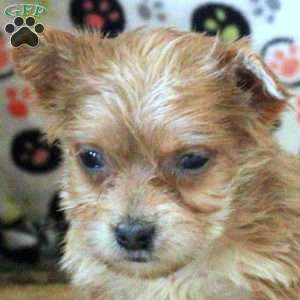 Greg, Morkie / Yorktese Puppy