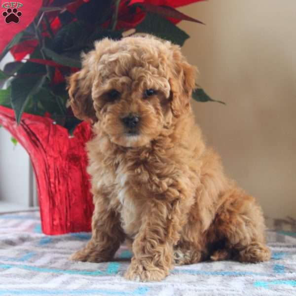 Greta, Cockapoo Puppy