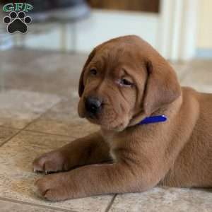 Pepper, Fox Red Labrador Retriever Puppy