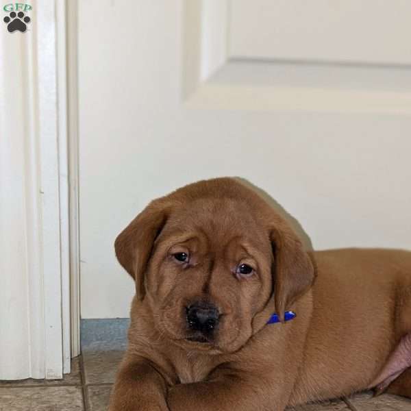 Pepper, Fox Red Labrador Retriever Puppy