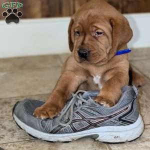 Pepper, Fox Red Labrador Retriever Puppy