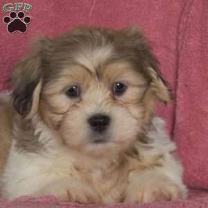 Griffin, Teddy Bear Puppy