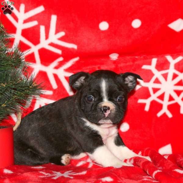 Grinch, Boston Terrier Puppy