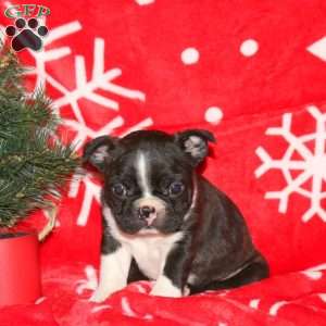 Grinch, Boston Terrier Puppy