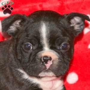 Grinch, Boston Terrier Puppy