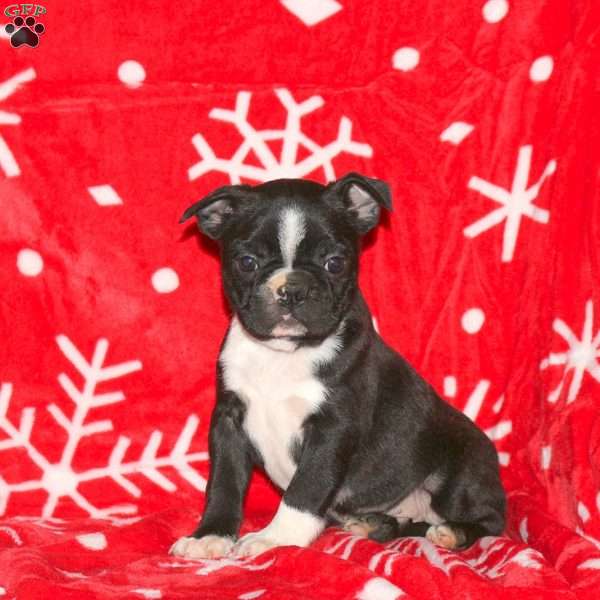 Gumdrop, Boston Terrier Puppy