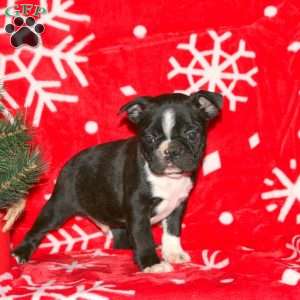 Gumdrop, Boston Terrier Puppy