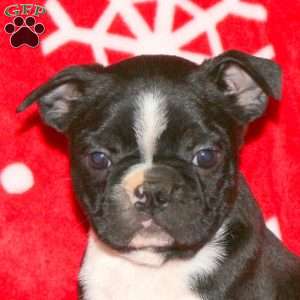 Gumdrop, Boston Terrier Puppy