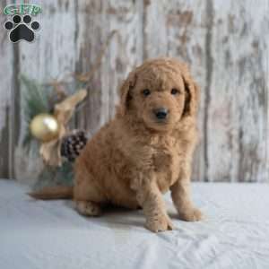 Gunther, Mini Goldendoodle Puppy