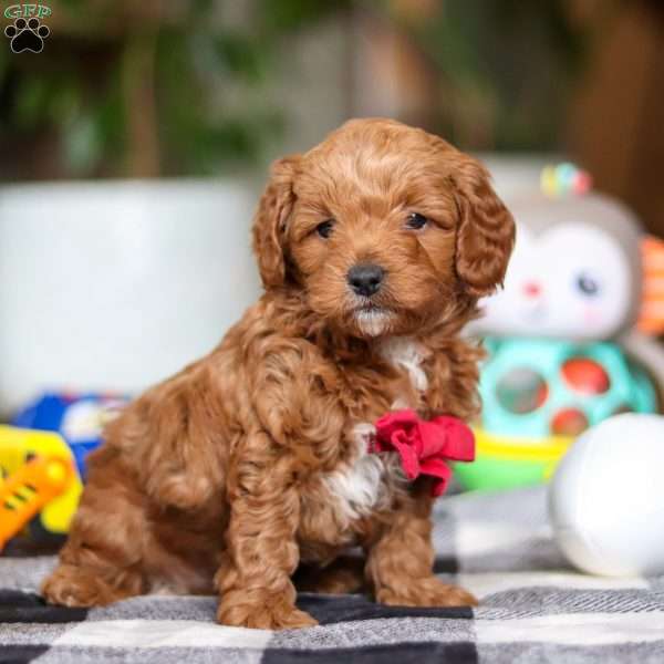 Gus, Miniature Poodle Puppy