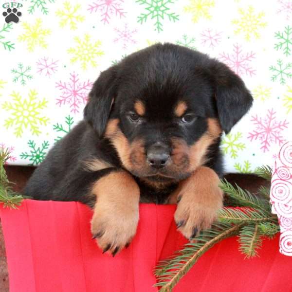 Gus, Rottweiler Puppy