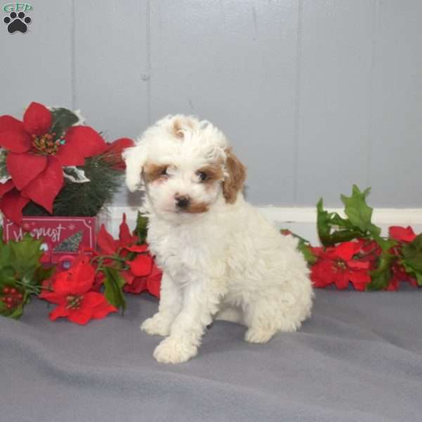 Gus, Mini Goldendoodle Puppy