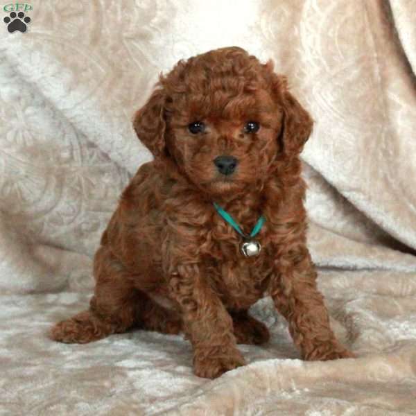 Gus, Miniature Poodle Puppy