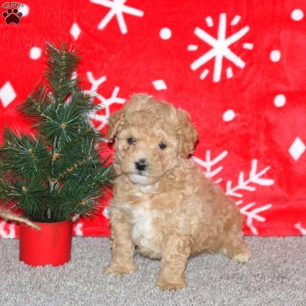 Hailey, Maltipoo Puppy