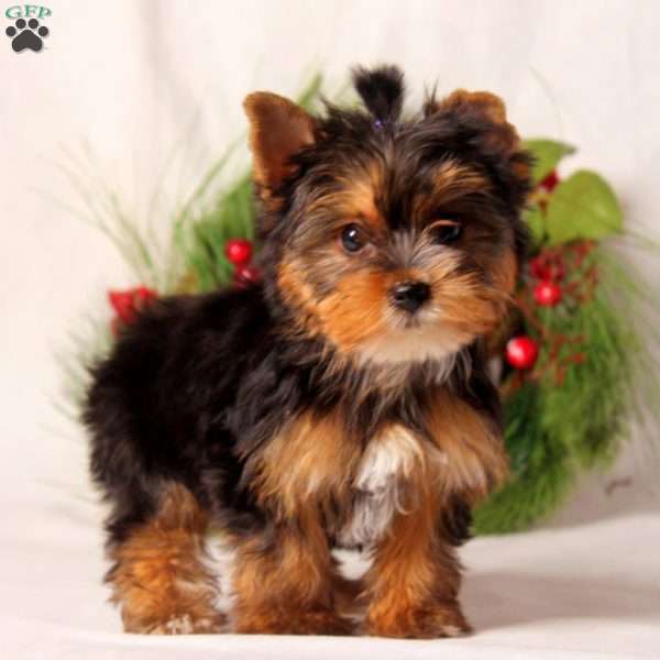 Hailey, Yorkie Puppy