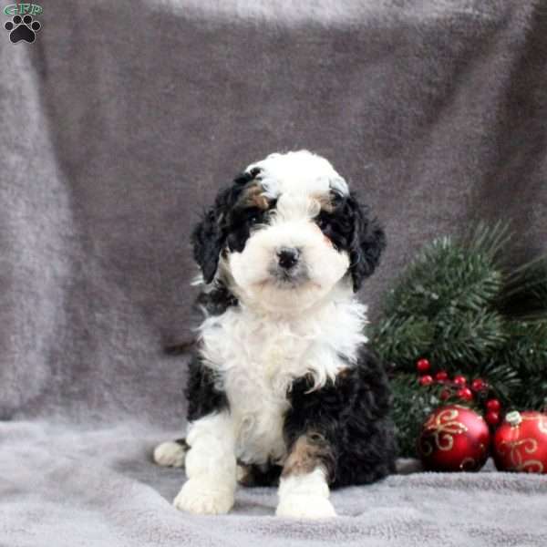 Hailey, Mini Bernedoodle Puppy