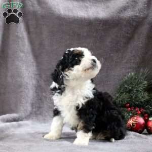 Hailey, Mini Bernedoodle Puppy