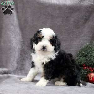 Hailey, Mini Bernedoodle Puppy