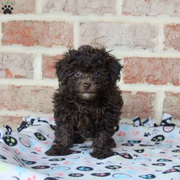 Hank, Toy Poodle Puppy