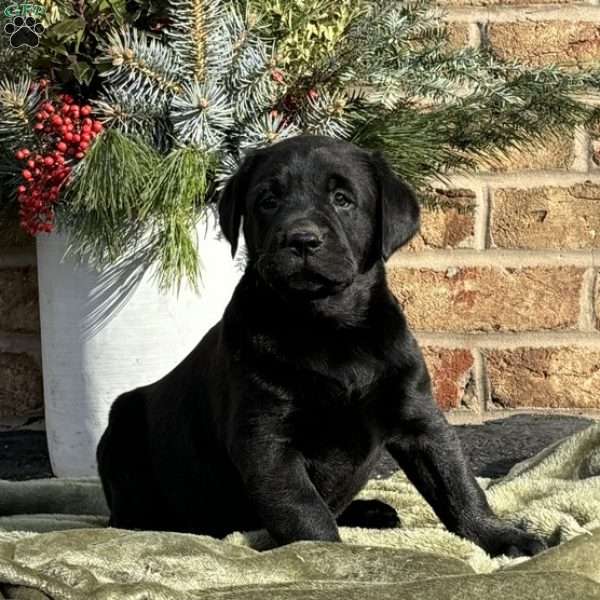 Hank, Black Labrador Retriever Puppy