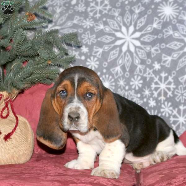 Hank, Basset Hound Puppy