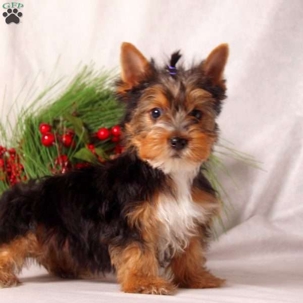 Hank, Yorkie Puppy