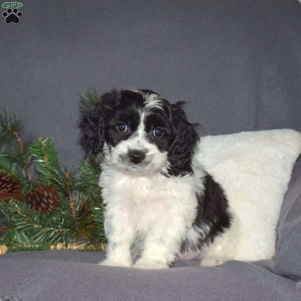 Hank, Cavachon Puppy