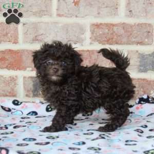 Hank, Toy Poodle Puppy