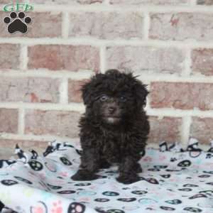 Hank, Toy Poodle Puppy