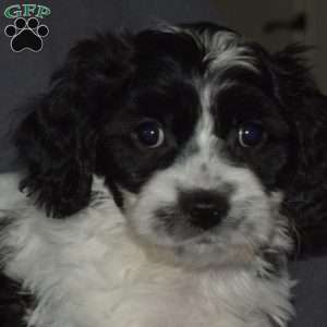 Hank, Cavachon Puppy