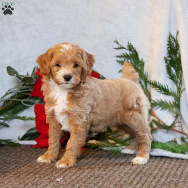 Hank, Cockapoo Puppy